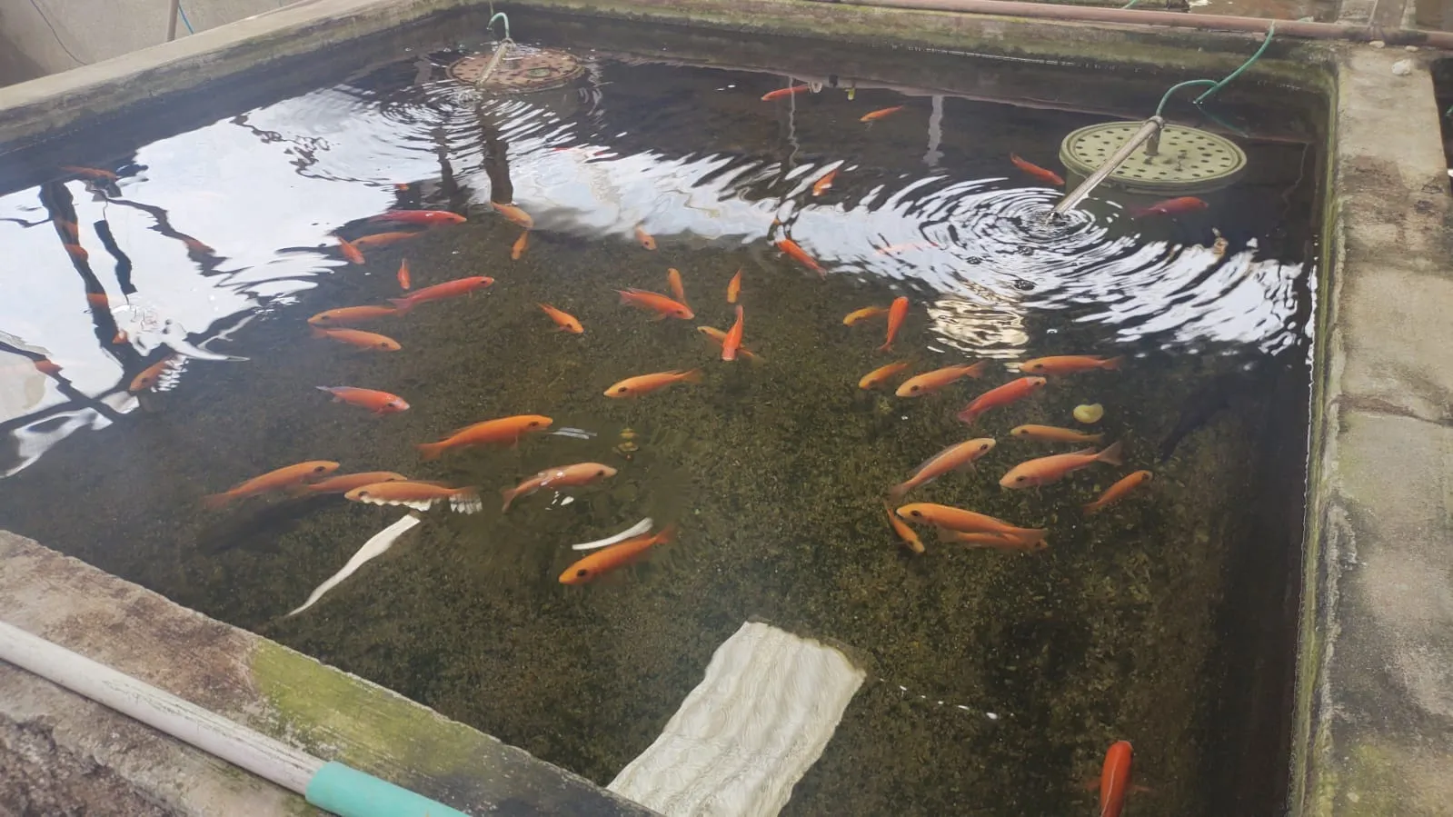 Hoje, 98% da produção de peixes ornamentais do Ceará é comercializada no mercado interno e os outros 2% são exportados
