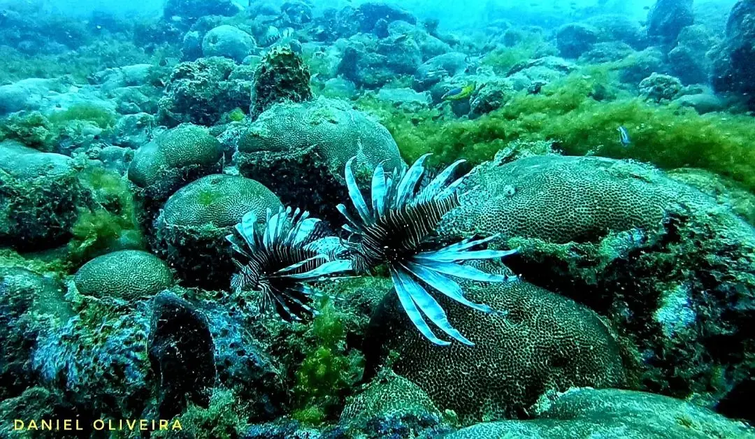 Imagem da notícia: Peixe venenoso que invadiu mar do Ceará pode se espalhar por todo litoral brasileiro em até 2 anos