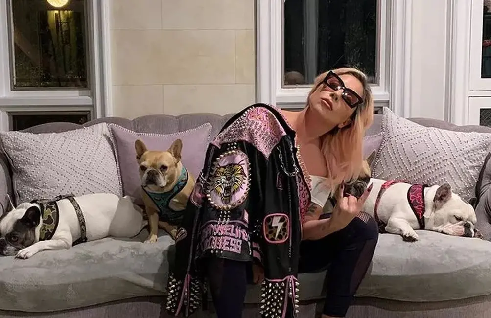 Imagem da notícia: Sequestrador de cães da cantora Lady Gaga é condenado a quatro anos de prisão nos EUA