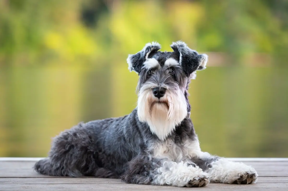 Imagem da notícia: Schnauzer: saiba tudo sobre a raça