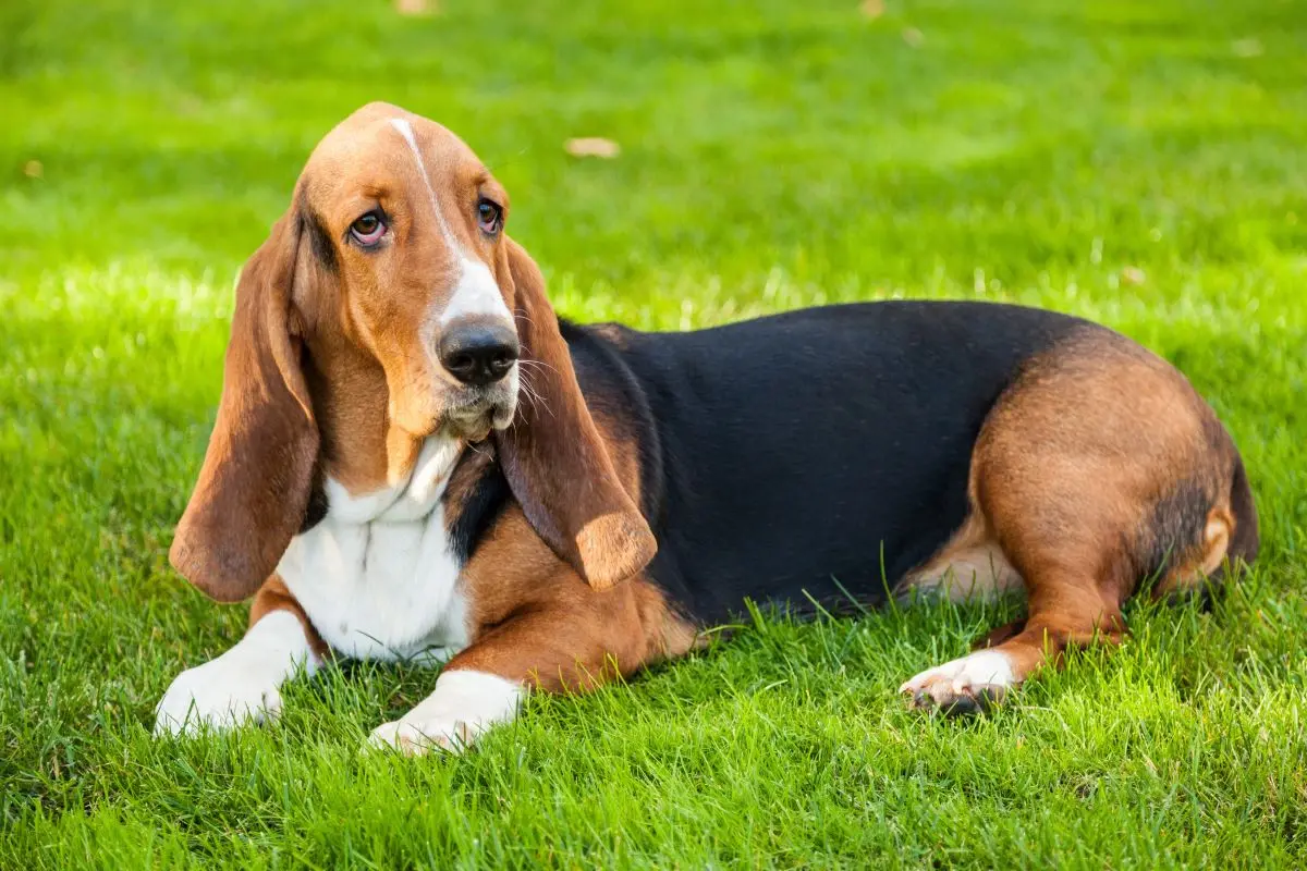 Imagem da notícia: Cachorro Basset Hound: entenda mais sobre a raça 