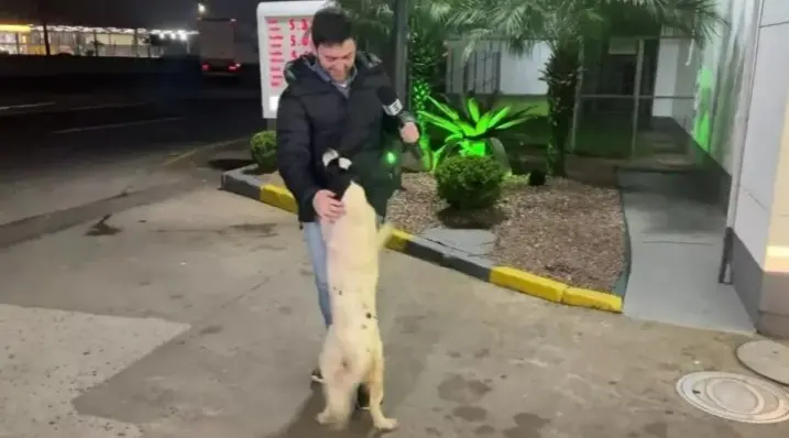 Imagem da notícia: Cachorro interrompe preparação de repórter da Globo antes de entrada ao vivo