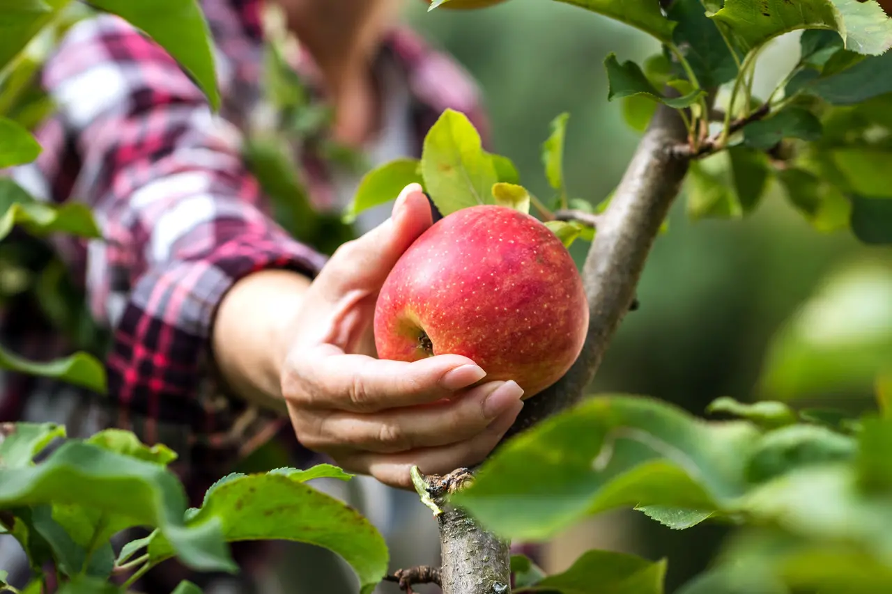 Imagem da notícia: Maçã abre o apetite? Especialista explica maior sensação de fome após consumo da fruta 