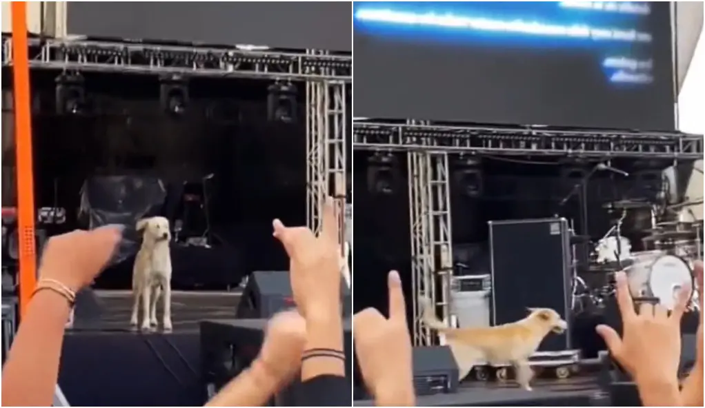 Imagem da notícia: Cachorro 'invade' palco do Rock in Rio e viraliza; veja vídeo