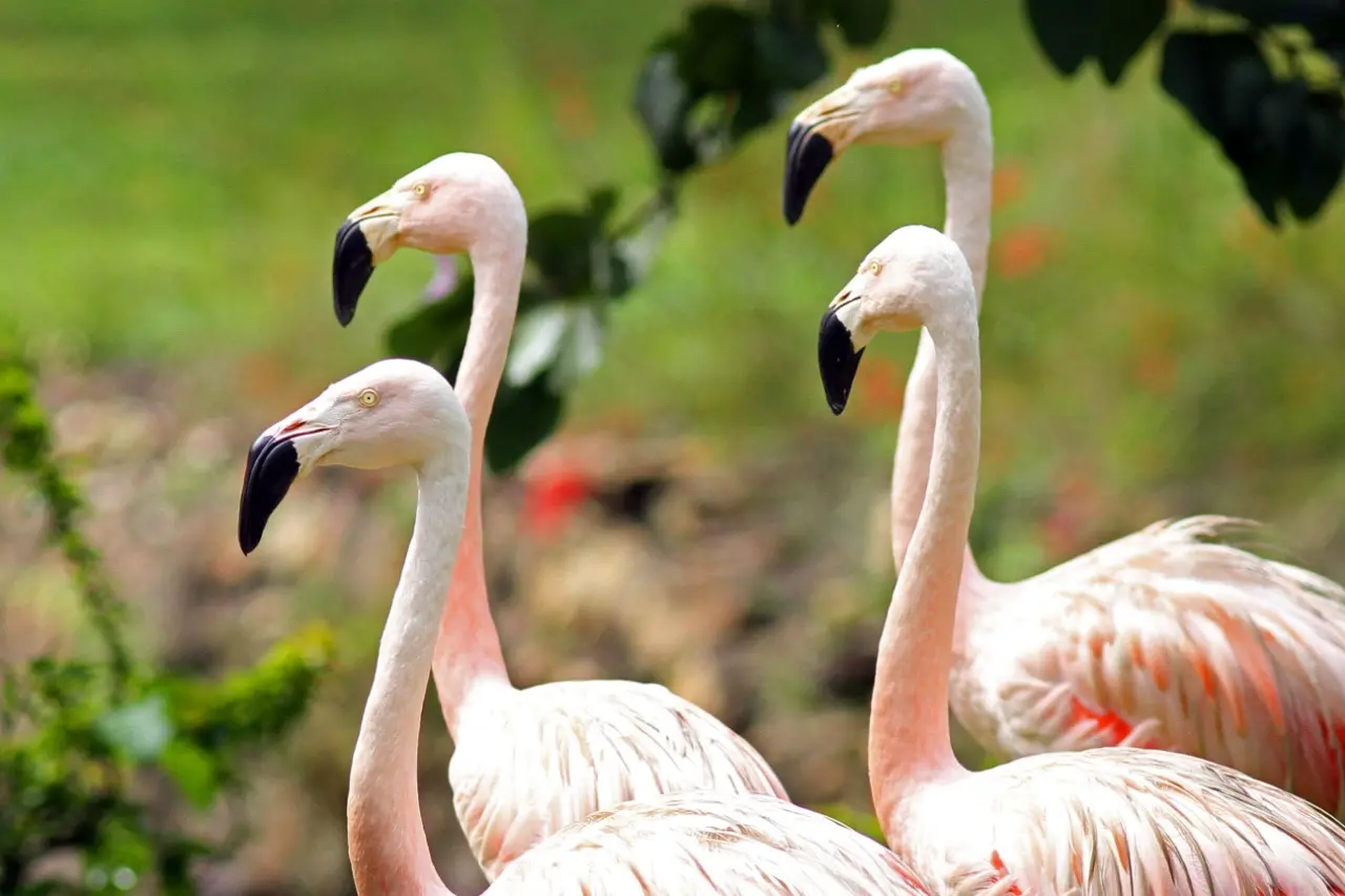 Imagem da notícia: Flamingo, arara-vermelha, tucano: 9 aves estão extintas no Ceará, apontam pesquisadores; confira lista