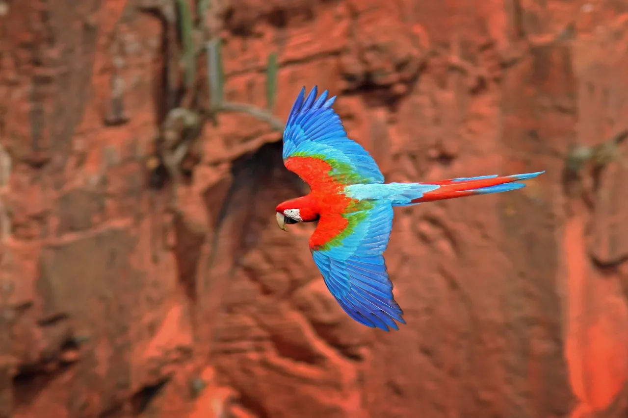 Arara-vermelha já não é mais encontrada na natureza cearense