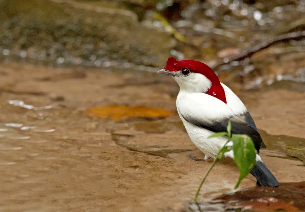 Soldadinho-do-araripe é uma ave símbolo do Ceará