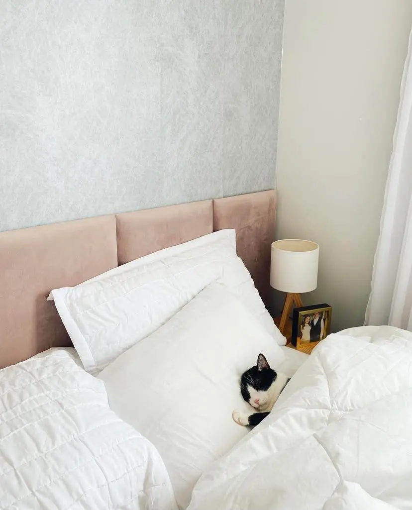 Imagem da notícia: O tecido ideal de estofado para quem tem gatos
