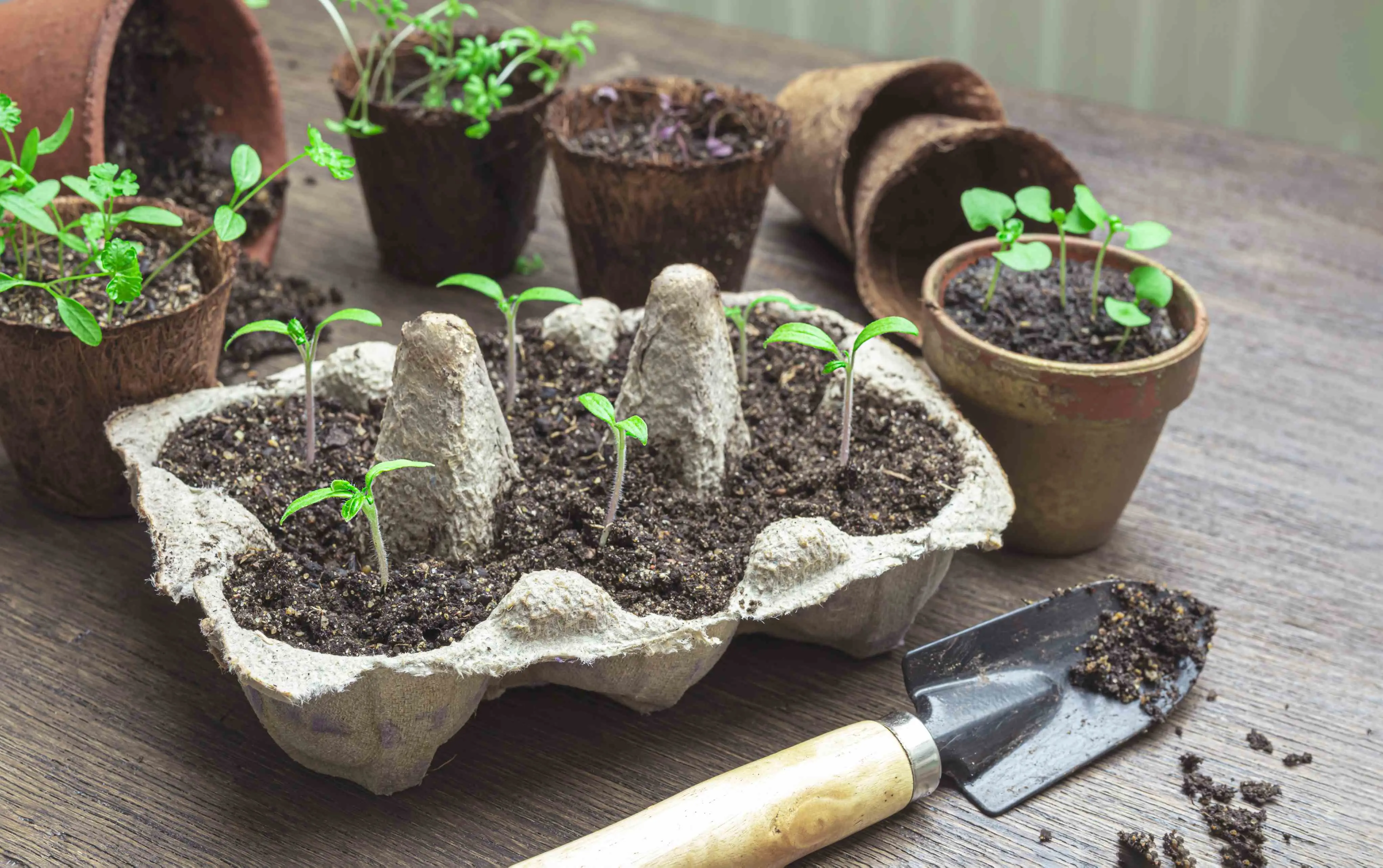 Plantando agrião