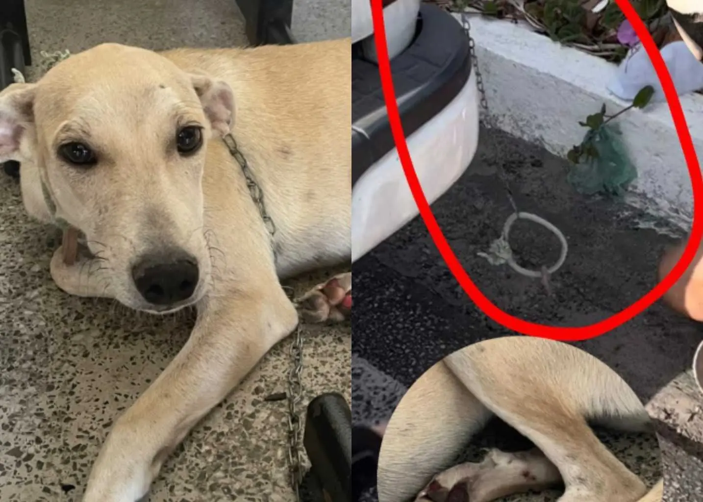 Imagem da notícia: Homem é preso por amarrar cadela em carro e arrastar animal na BR-116
