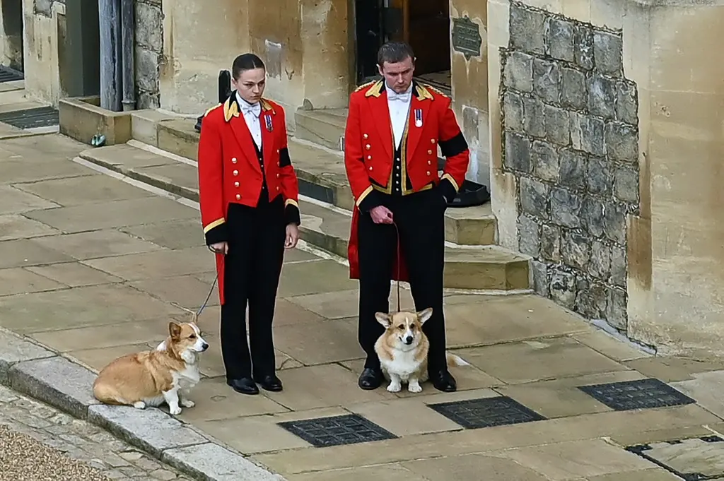Imagem da notícia: Corgis reais acompanharam a passagem do caixão da Rainha Elizabeth II