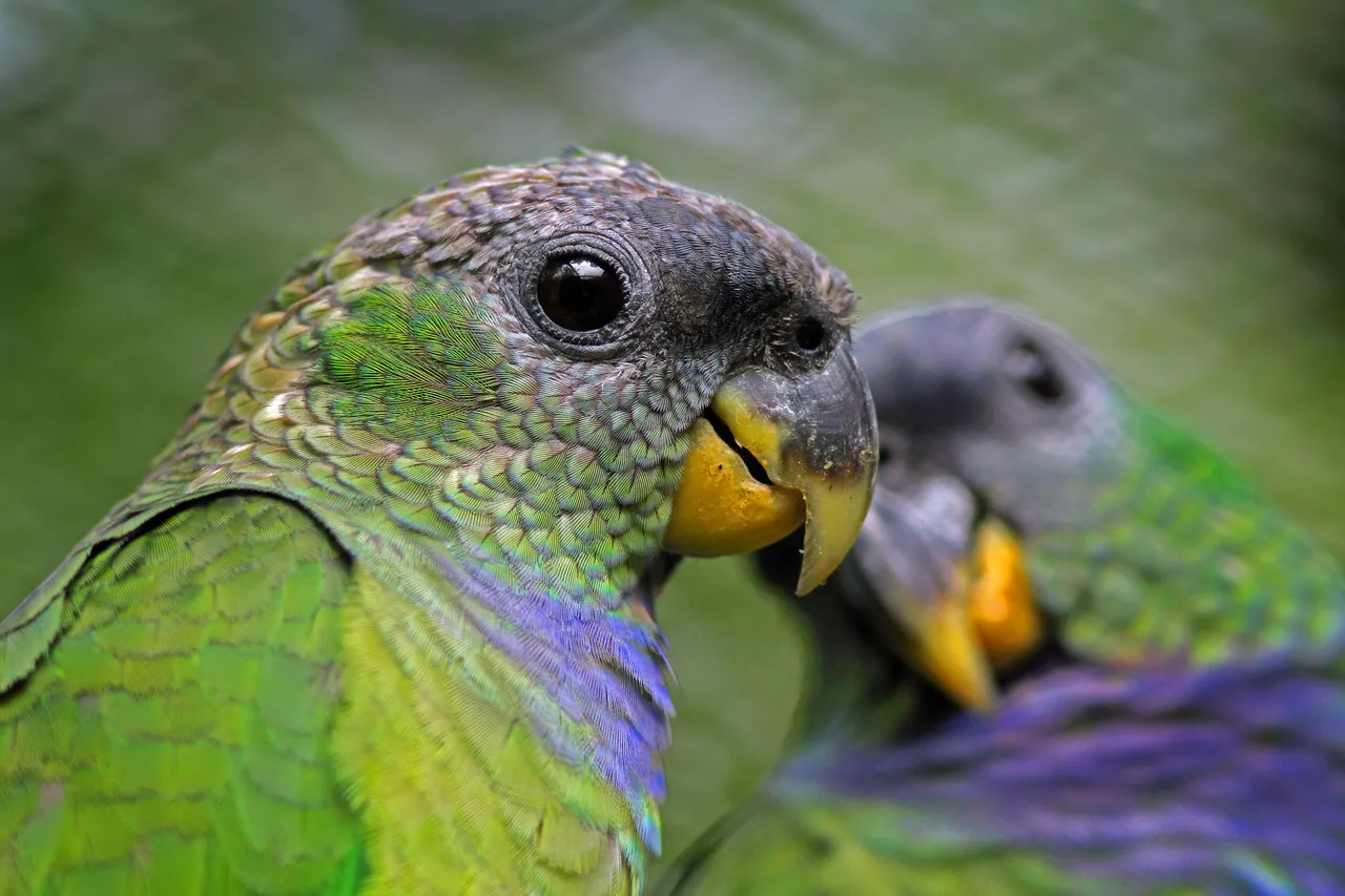 Maitaca-verde ou curica (Pionus maximiliani) está entre as espécies ameaçadas de extinção no Ceará