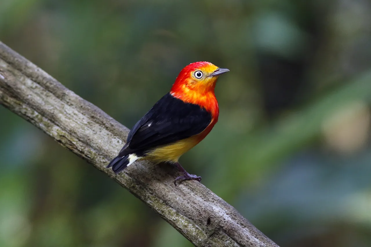 Uirapuru-laranja (Pipra fasciicauda) também recebe o nome Guaramiranga e está classificado como 