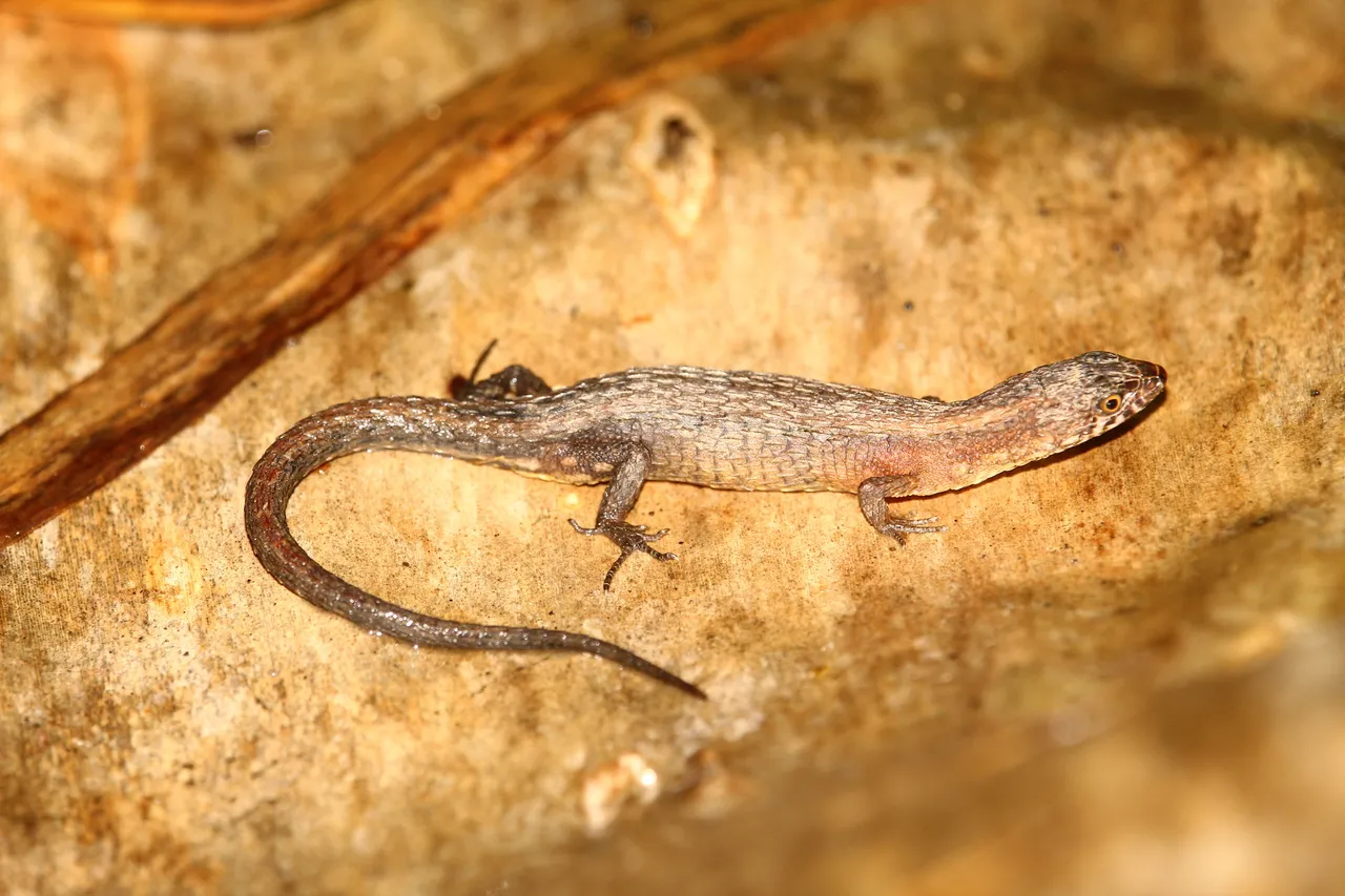 Calango-de-baturité (Leposoma baturitensis) está classificado como 