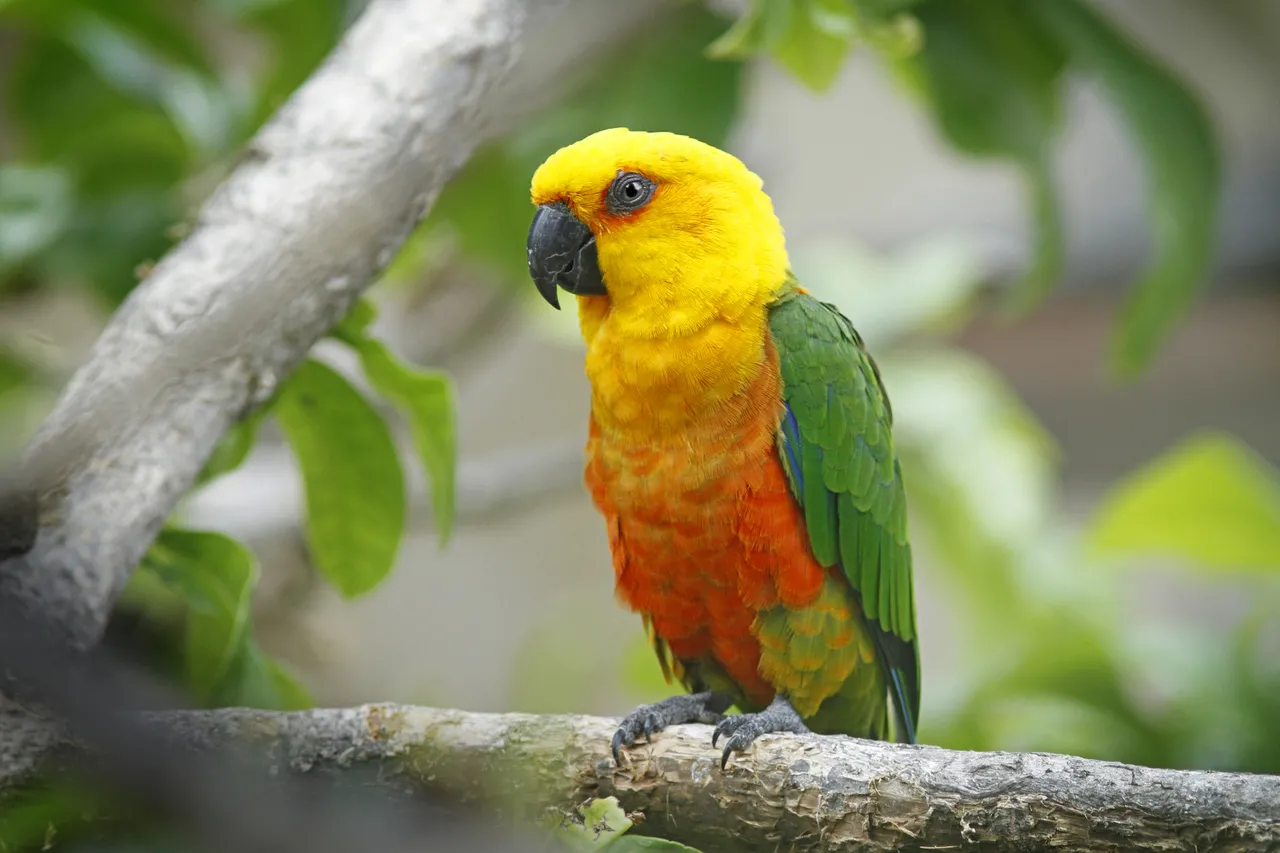Jandaia-verdadeira (Aratinga jandaya) é um dos símbolos da fauna cearense
