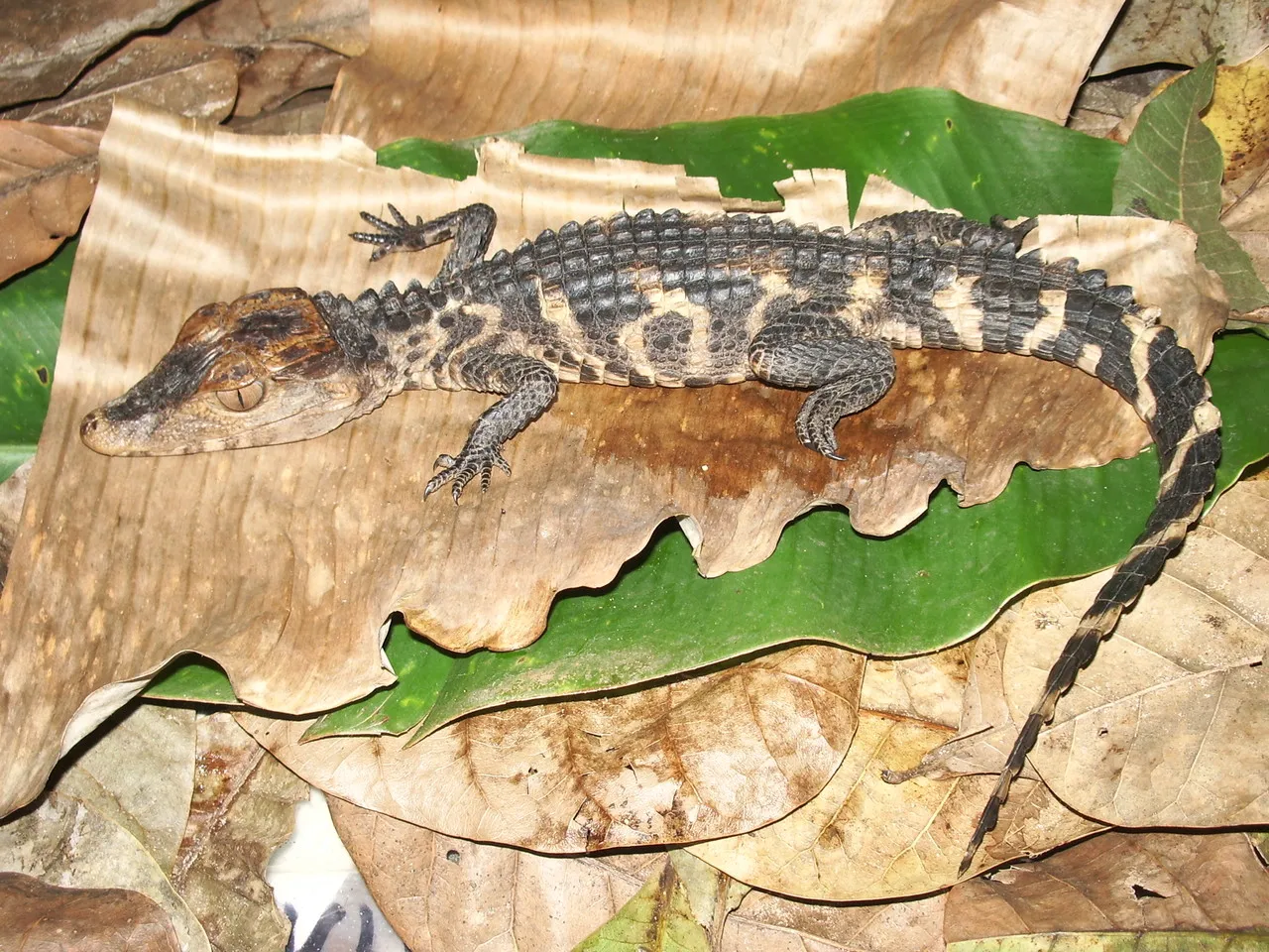 Jacaré ou jacaré-anão (Paleosuchus palpebrosus) foi classificado como 