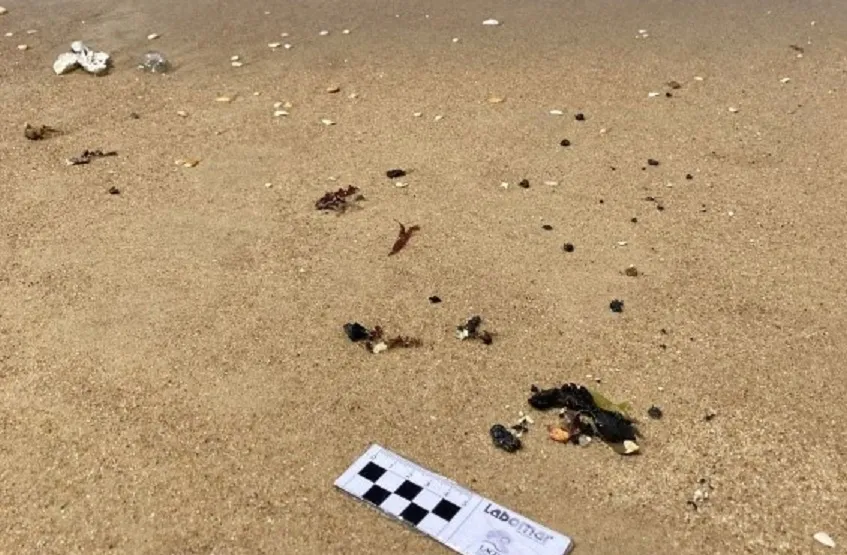 Pequenos animais marinhos foram encontrados 