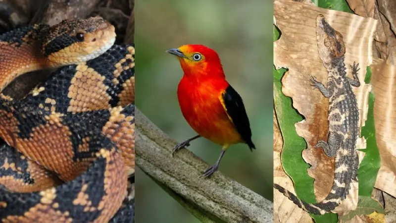 Imagem da notícia: Extinção ameaça pelo menos 80 espécies de aves, répteis e anfíbios que vivem no Ceará; veja listas