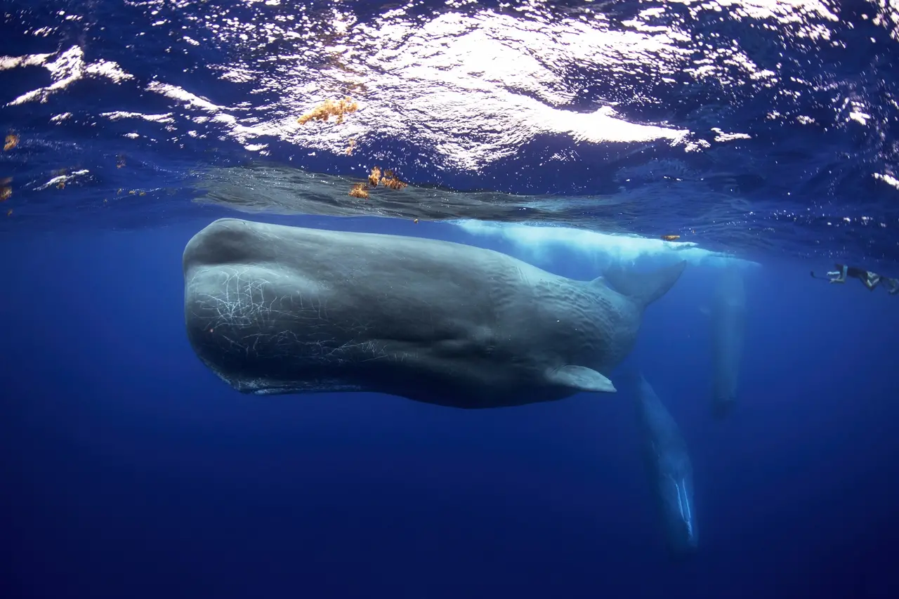 Imagem da notícia: Cachalote, maior baleia com dentes do mundo, está ameaçada de extinção no Ceará