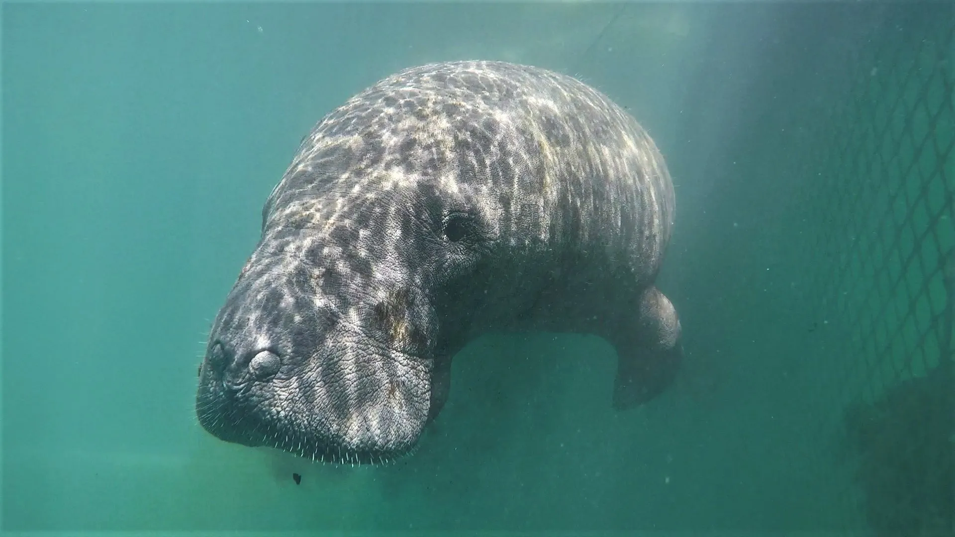 Outros animais marinhos estão ameaçados de extinção