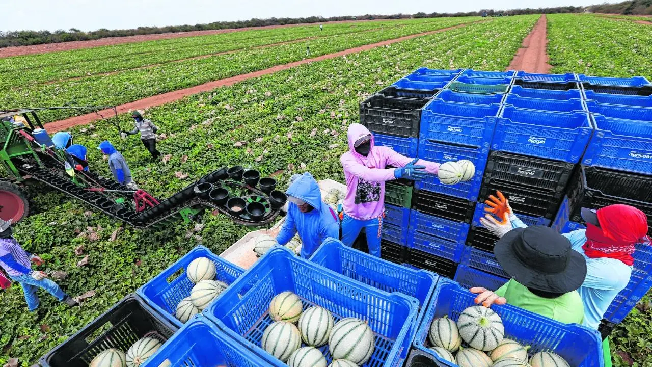 Imagem da notícia: Valor Bruto da Produção Agropecuária passa de R$ 1,1 trilhão