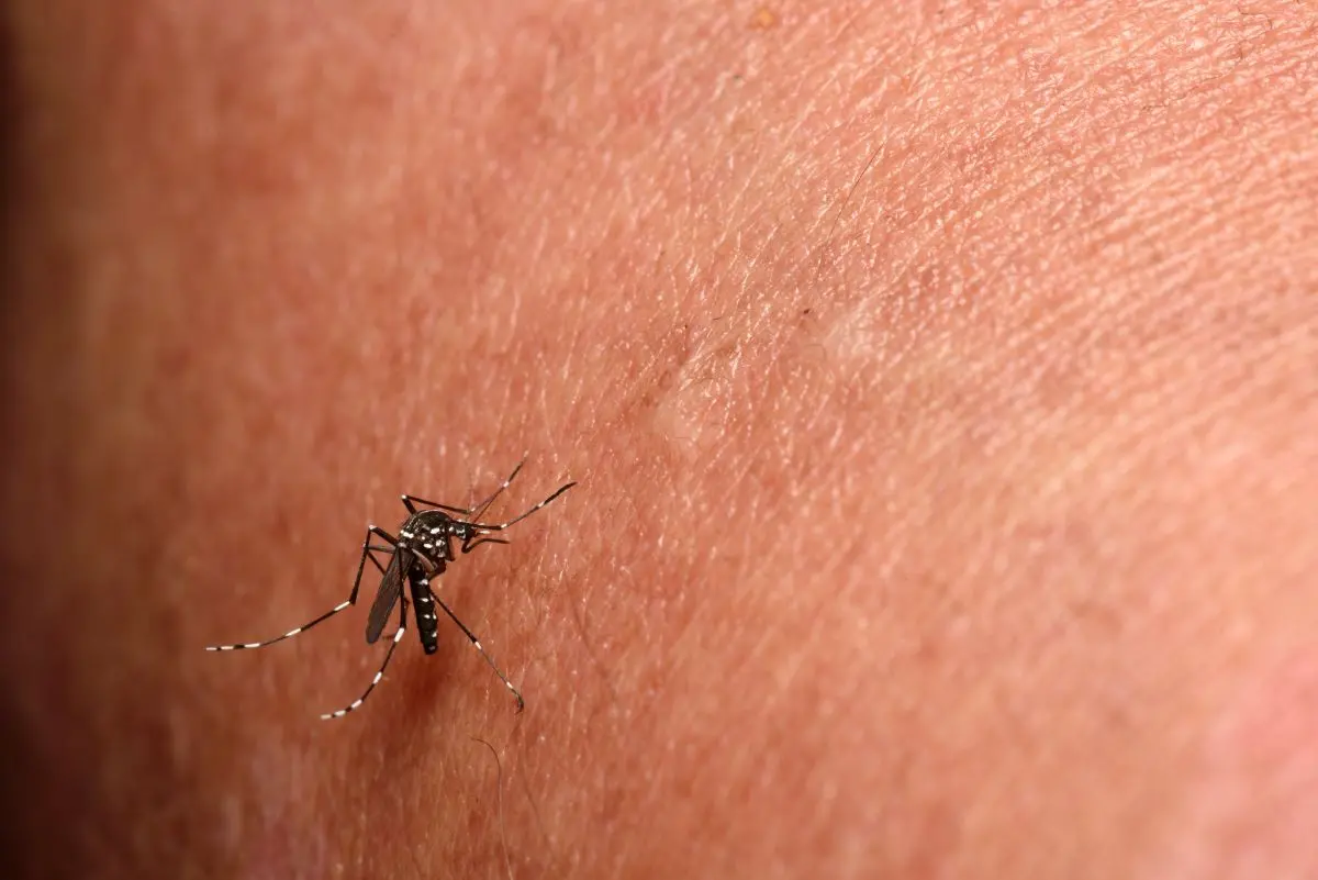 Imagem da notícia: Chikungunya: veja sintomas, sequelas e tratamento 