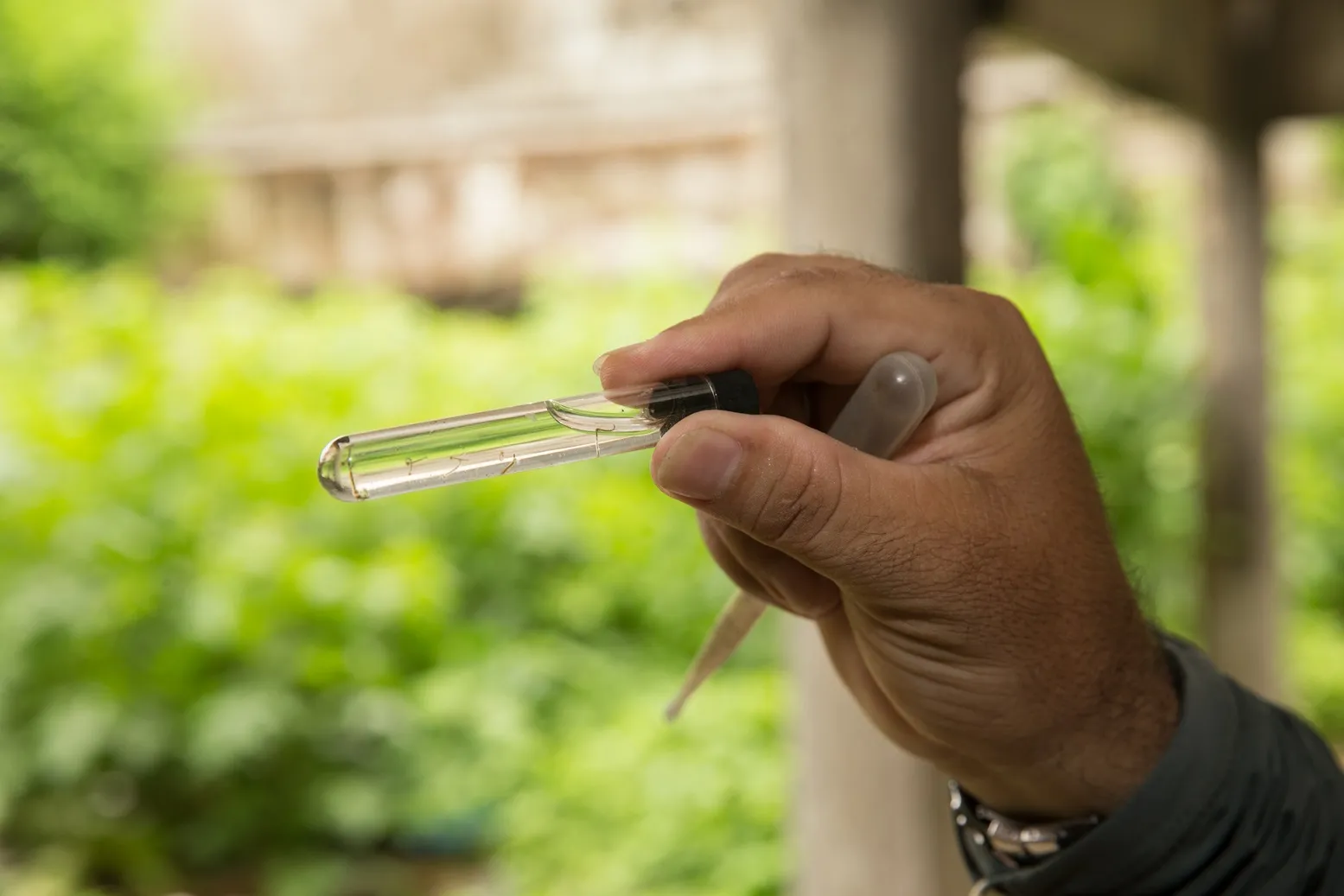 Criadouros de larvas do mosquito Aedes aegypti devem ser combatidos para evitar proliferação da doença.