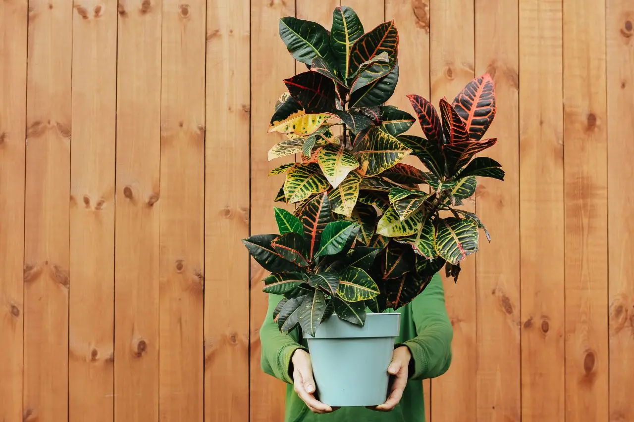 Imagem da notícia: Cróton: veja como cuidar e tipos da planta