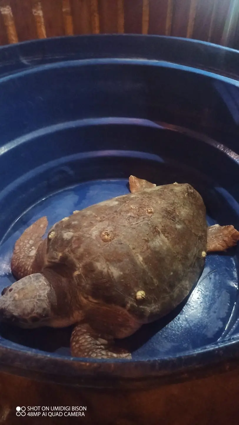 Imagem da notícia: Tartaruga é resgatada em praia de Amontada, no litoral do Ceará