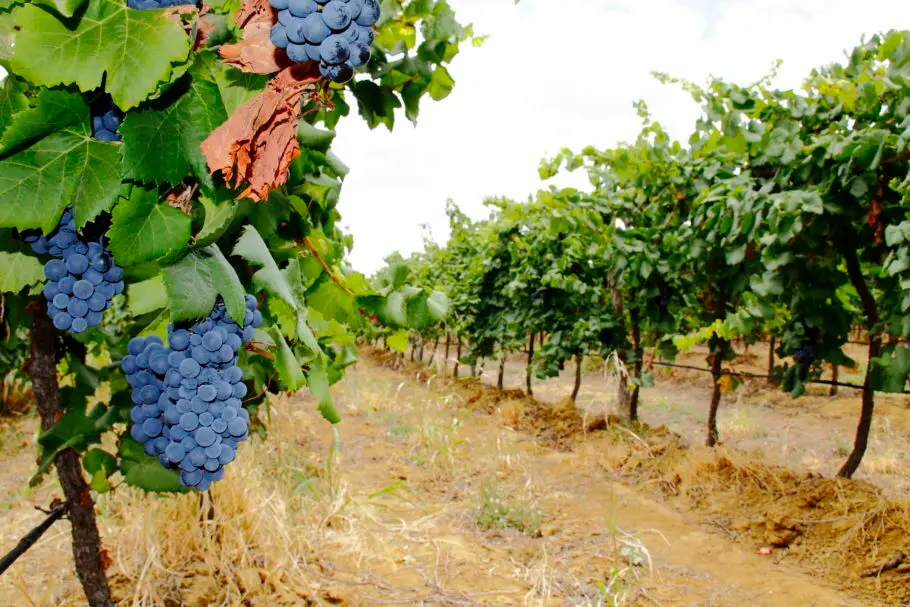 Imagem da notícia: Vinhos do S. Francisco recebem registro de Indicação Geográfica