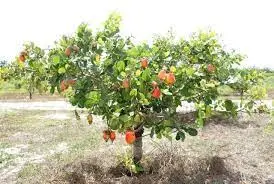 Imagem da notícia: Combater desertificação com cajueiro é jogar dinheiro fora