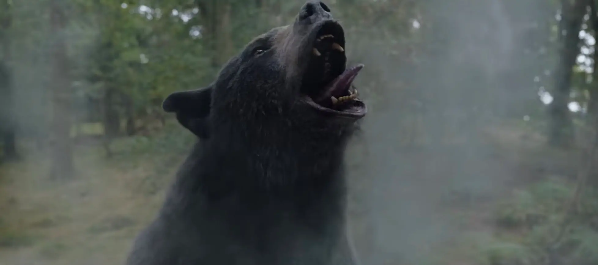 Imagem da notícia: Conheça a história real do 'urso do pó branco', que usou 40kg de cocaína e virou filme