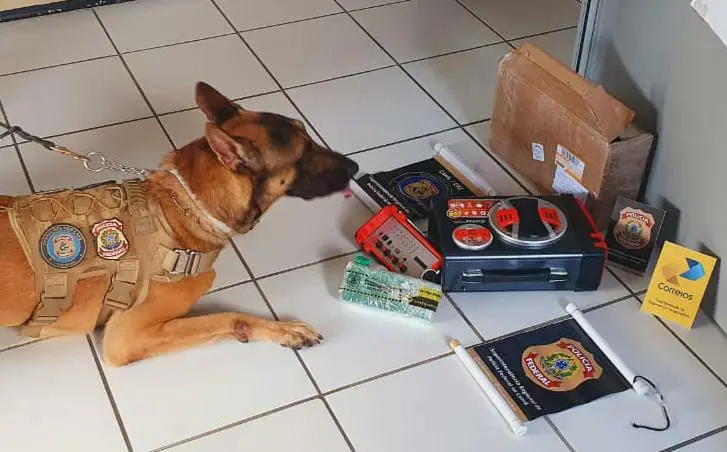 Imagem da notícia: Homem é preso após cão farejador localizar maconha dentro de caixa de som em Cruz, no Ceará 