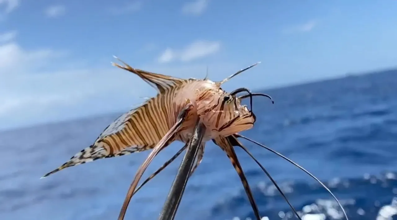 Espécie invasora ameaça peixes nativos e animais marinhos
