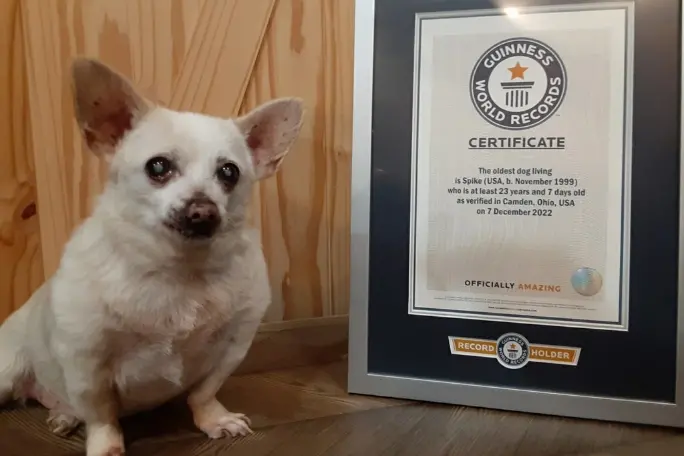 Imagem da notícia: Cachorro de 23 anos é eleito o mais velho do mundo pelo Guiness