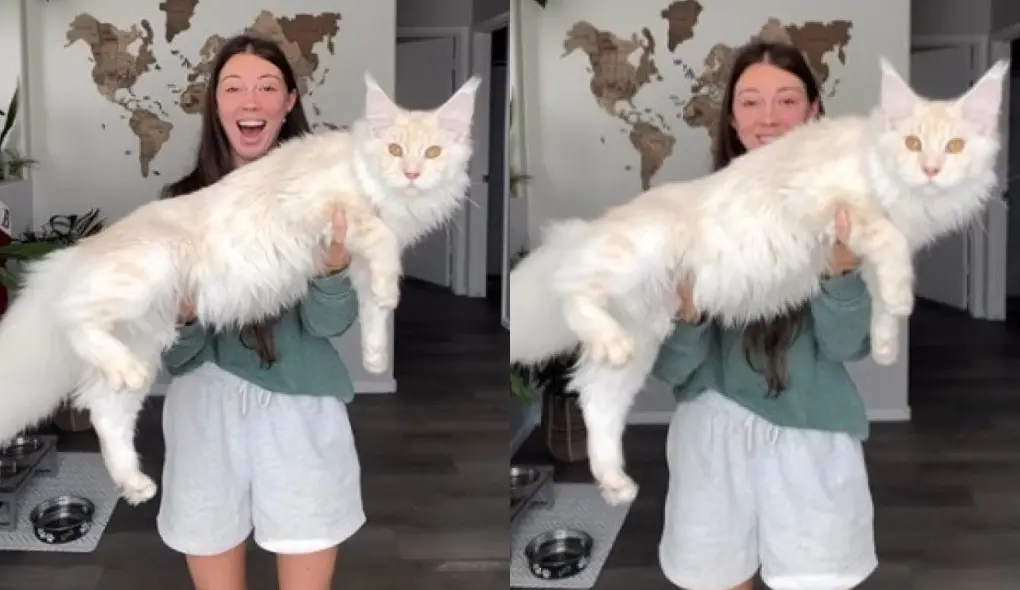 Imagem da notícia: Rotina de gato 'gigante' de nove meses é compartilhada por dona e surpreende internautas