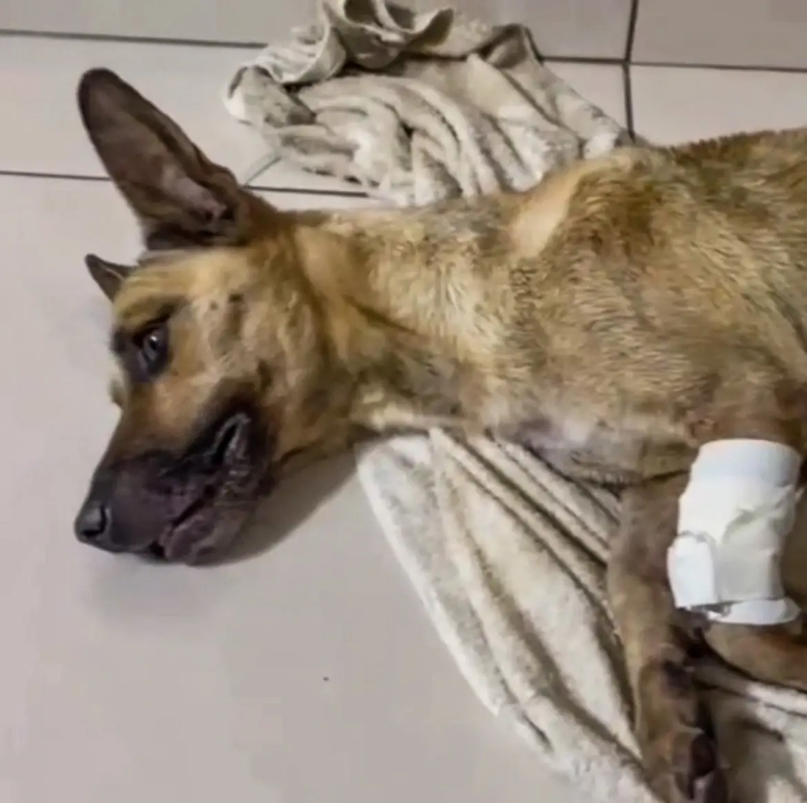 Imagem da notícia: Cachorro tem pernas decepadas em Fortaleza, e ONG pede ajuda para tratamento
