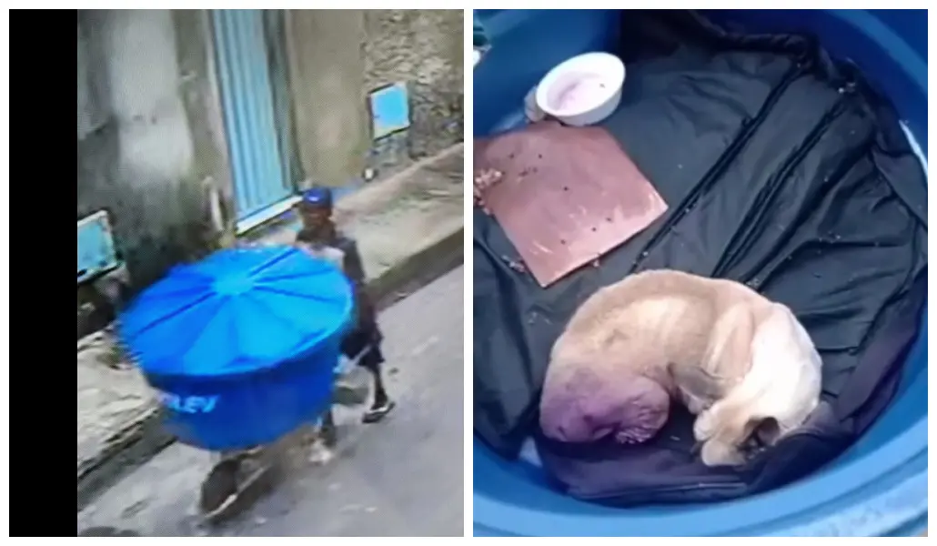Imagem da notícia: Câmeras de segurança mostram possível suspeito de envolvimento na morte do cachorro 