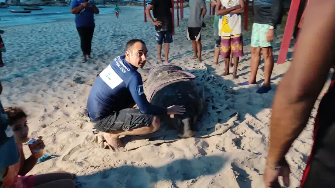 Imagem da notícia: Peixe-boi solta no Ceará perde aparelho rastreador e é encontrada no Piauí 