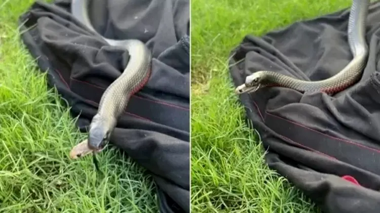 Imagem da notícia: Cobra tenta fugir pela boca de outra serpente após ser engolida; veja vídeo