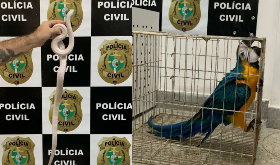 Imagem da notícia: Estudante de Medicina Veterinária é preso por crime ambiental em Fortaleza