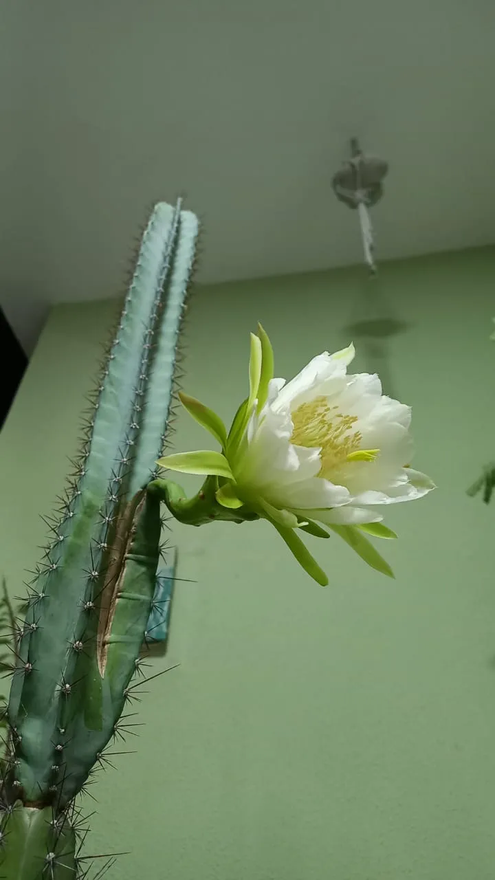 Cheguei e lá estava ela. Aflorada, impetuosa, vibrante, dando um espetáculo entre os espinhos de um cacto em vaso cultivado num ninho de amor e aventuras, na minha área da porta da frente