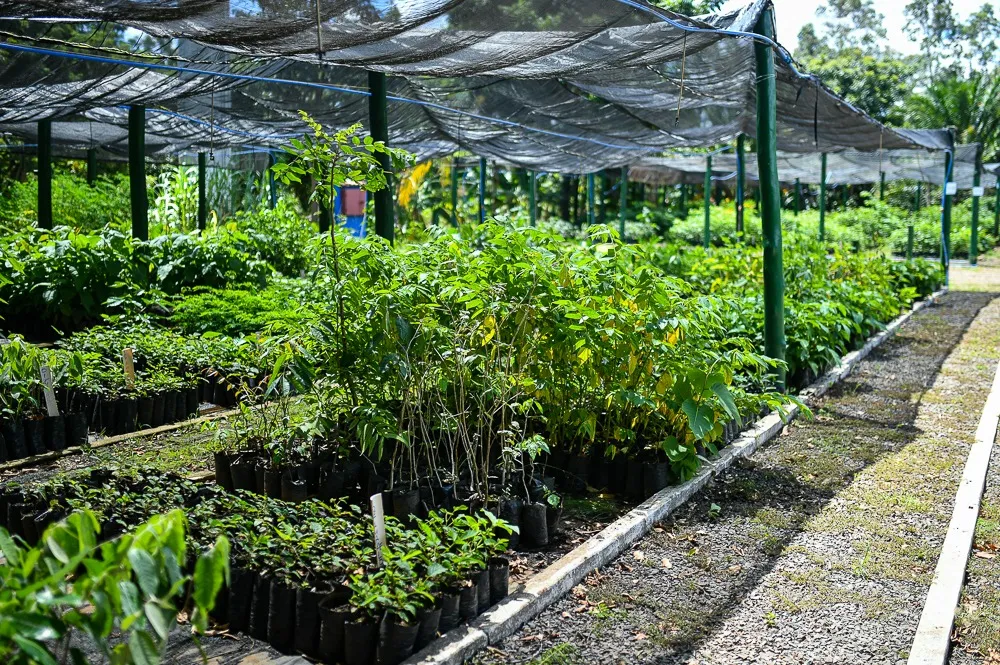 Viveiro permite a criação de mudas que serão plantadas às margens de corpos d'água