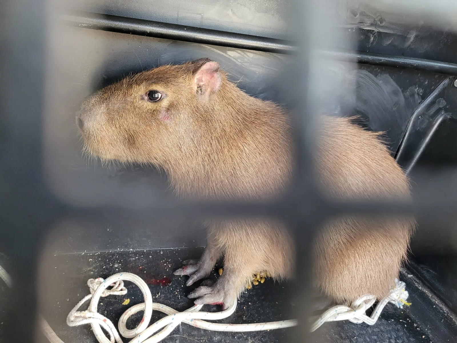 Imagem da notícia: Capivara de 40 quilos é resgatada em posto de saúde na Praia do Futuro, em Fortaleza