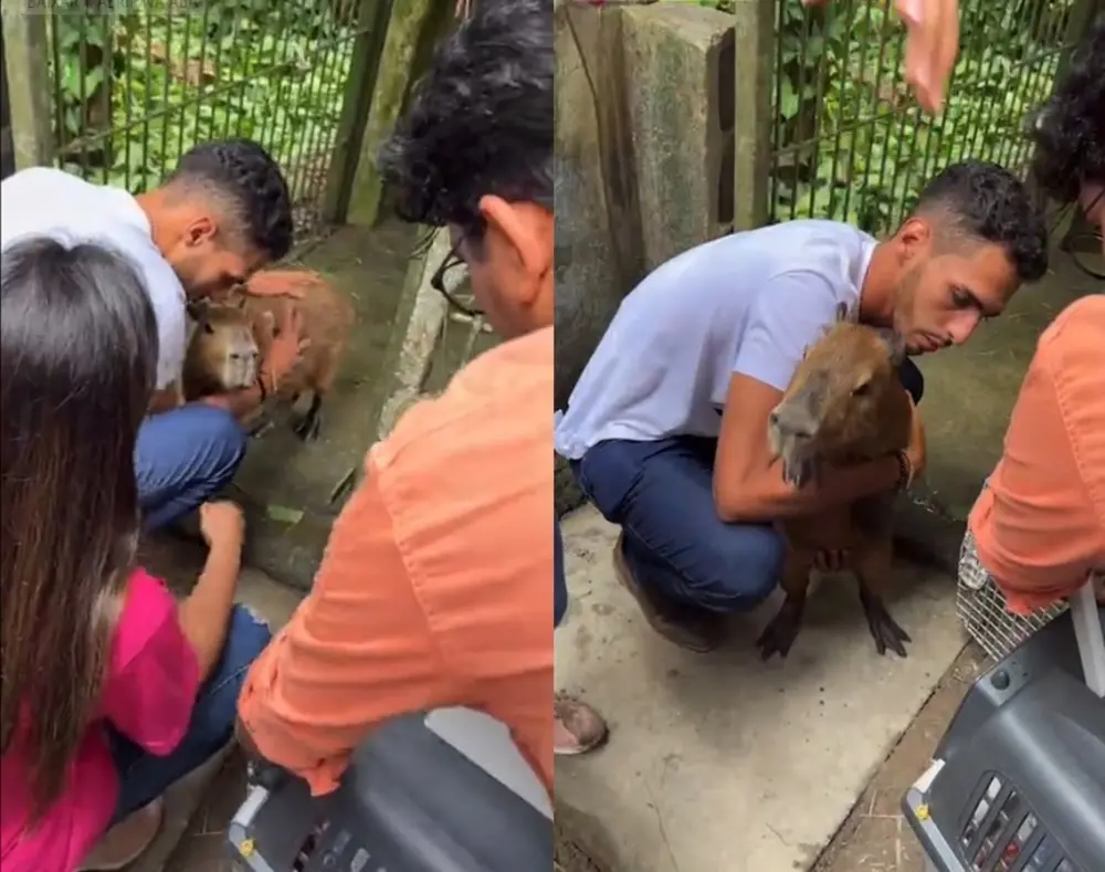 Imagem da notícia: Ibama devolve capivara Filó para Agenor Tupinambá após confronto em centro de triagem; entenda 