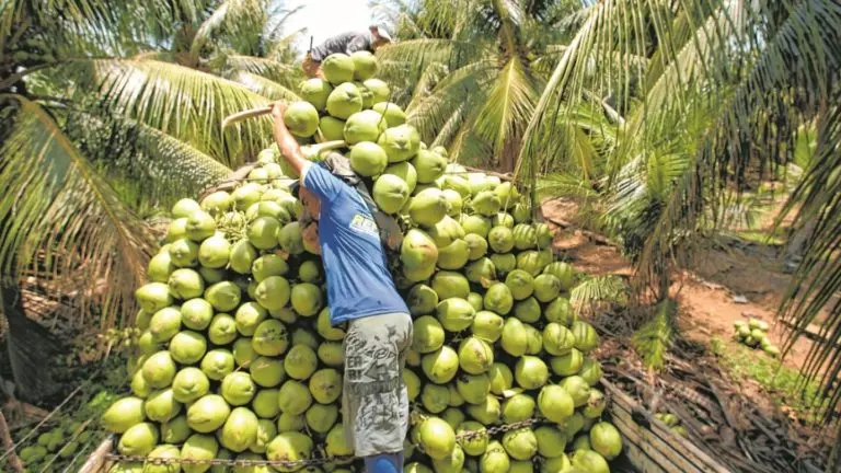 Imagem da notícia: Água de coco é vendida a partir de R$ 1 nos supermercados; veja outras frutas com preços em queda 