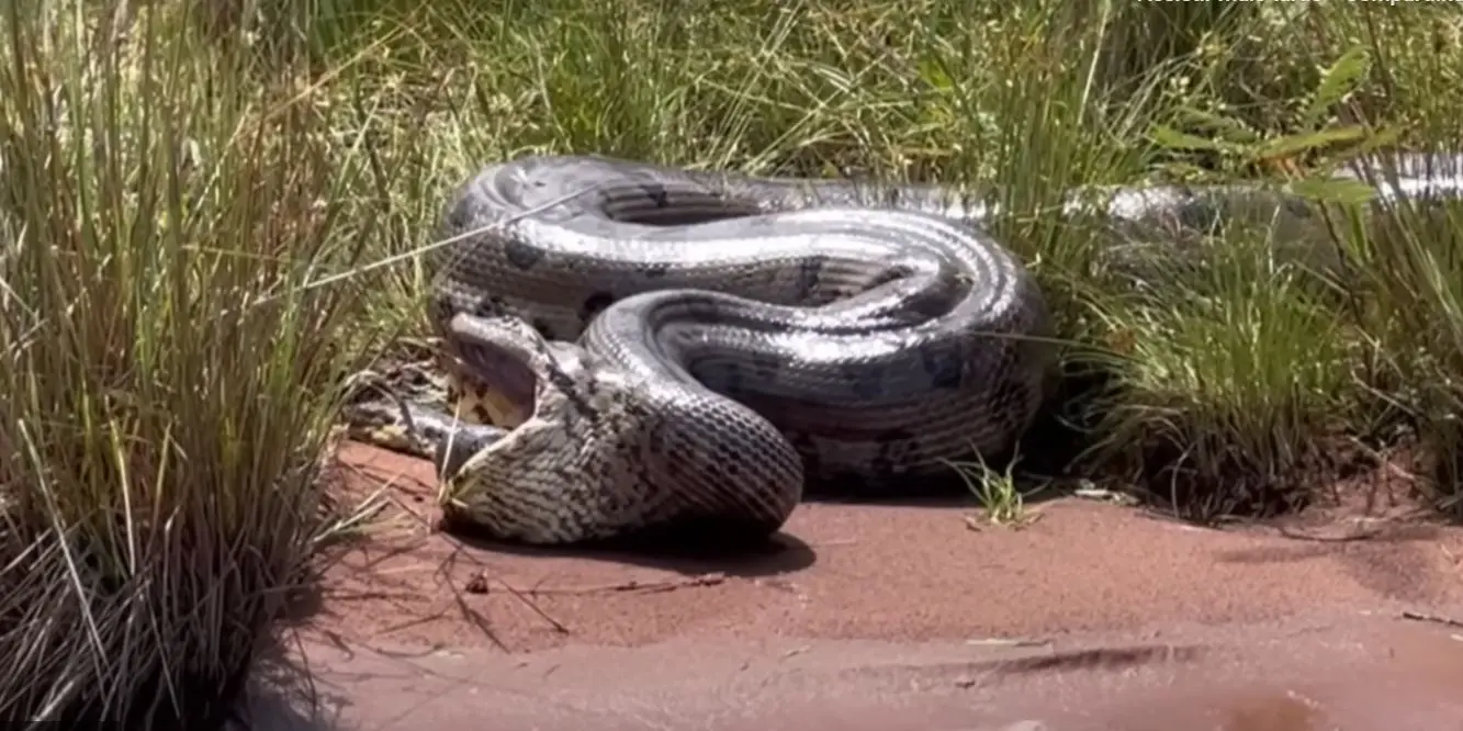 Imagem da notícia: Vídeo de 'anaconda' gigante vomitando outra cobra deve auxiliar em estudo sobre espécie