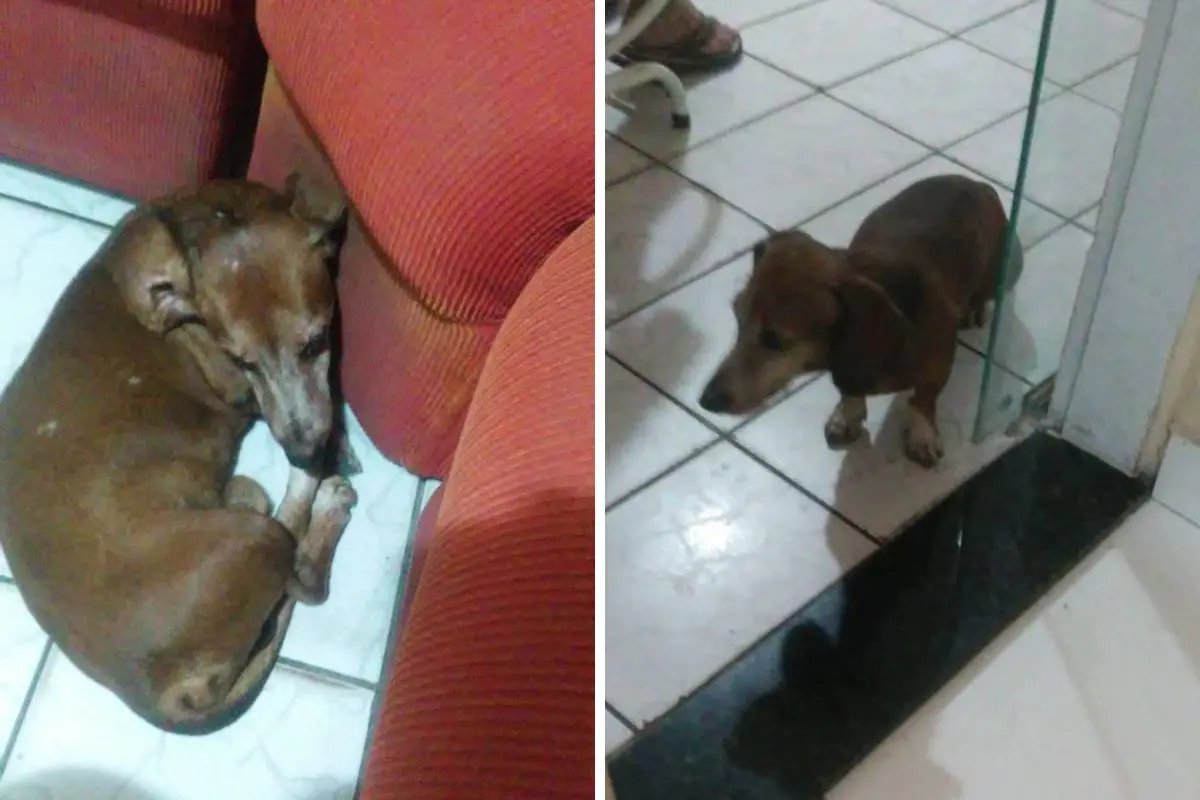 Imagem da notícia: Câmera de segurança flagra homem agredindo cachorro com paulada no bairro Vila Peri