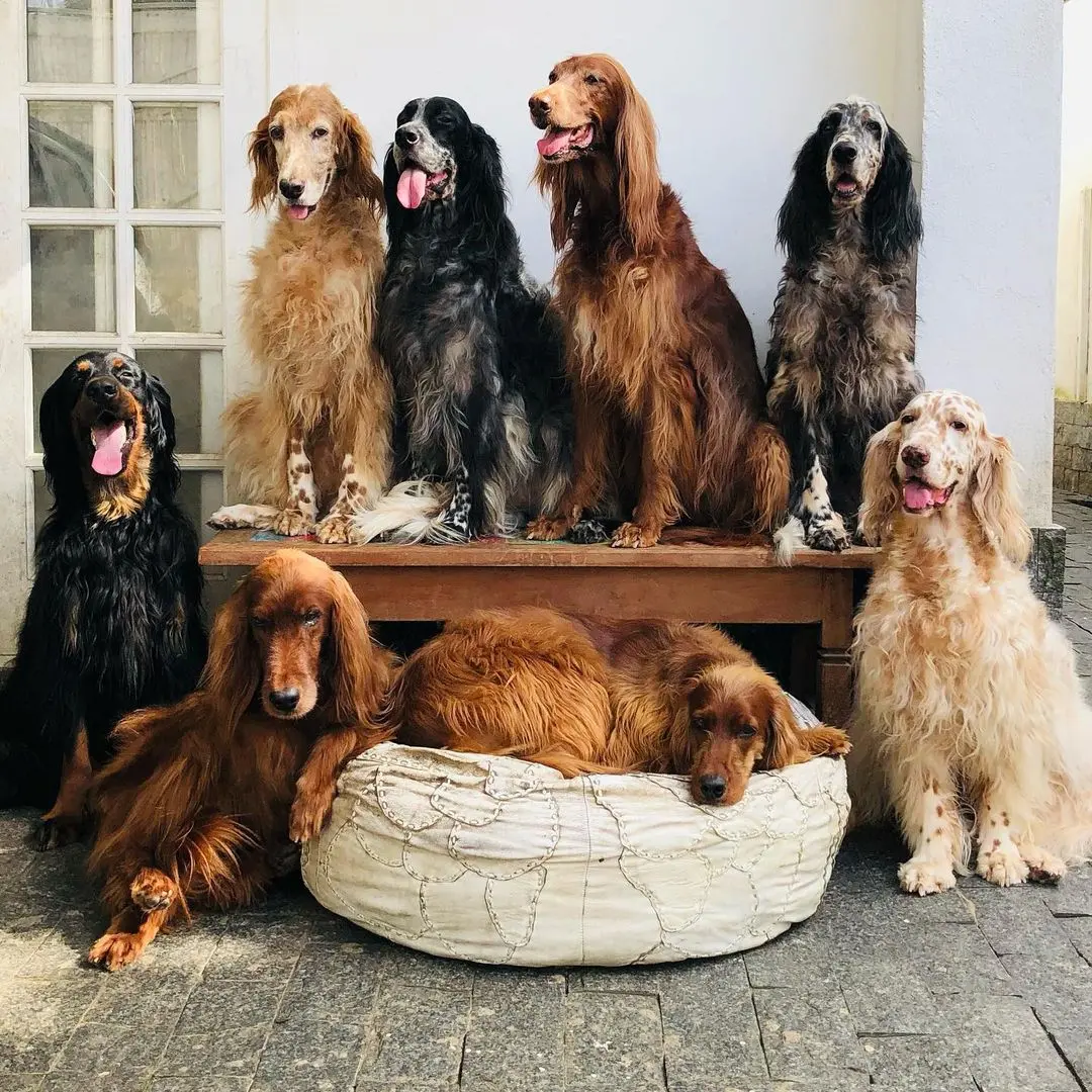 Imagem da notícia: Cachorros de Jeff Machado que ajudaram na investigação da polícia foram adotados; entenda