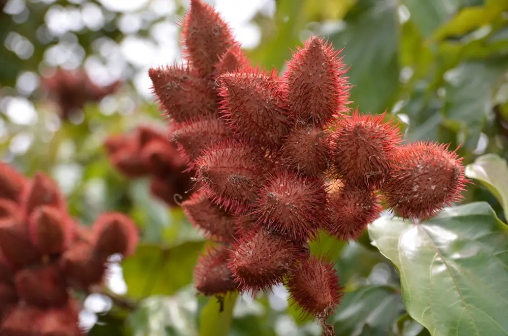 Imagem da notícia: Urucum: veja para que serve e benefícios da planta